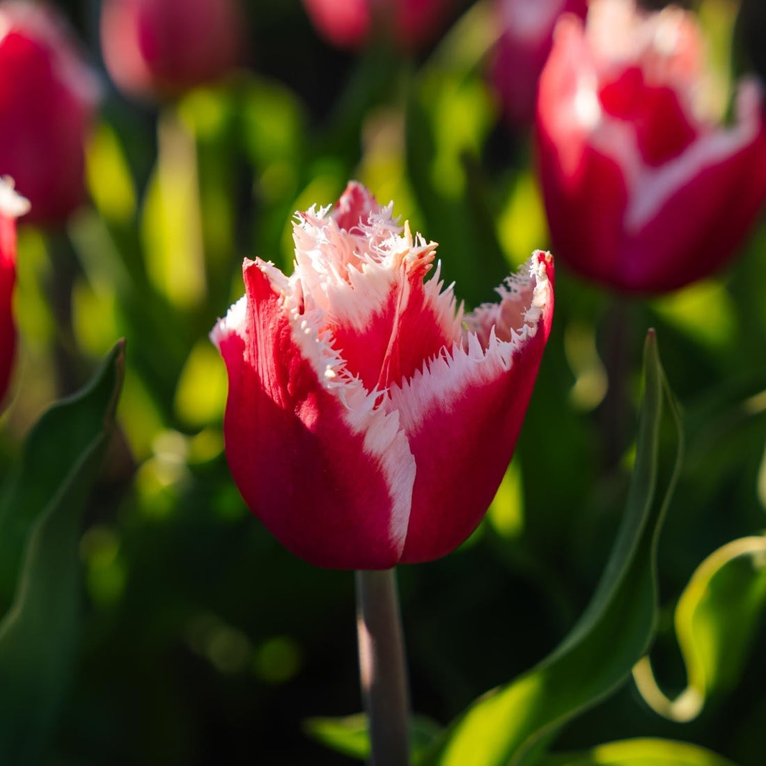 Tulppaani 'New Santa'