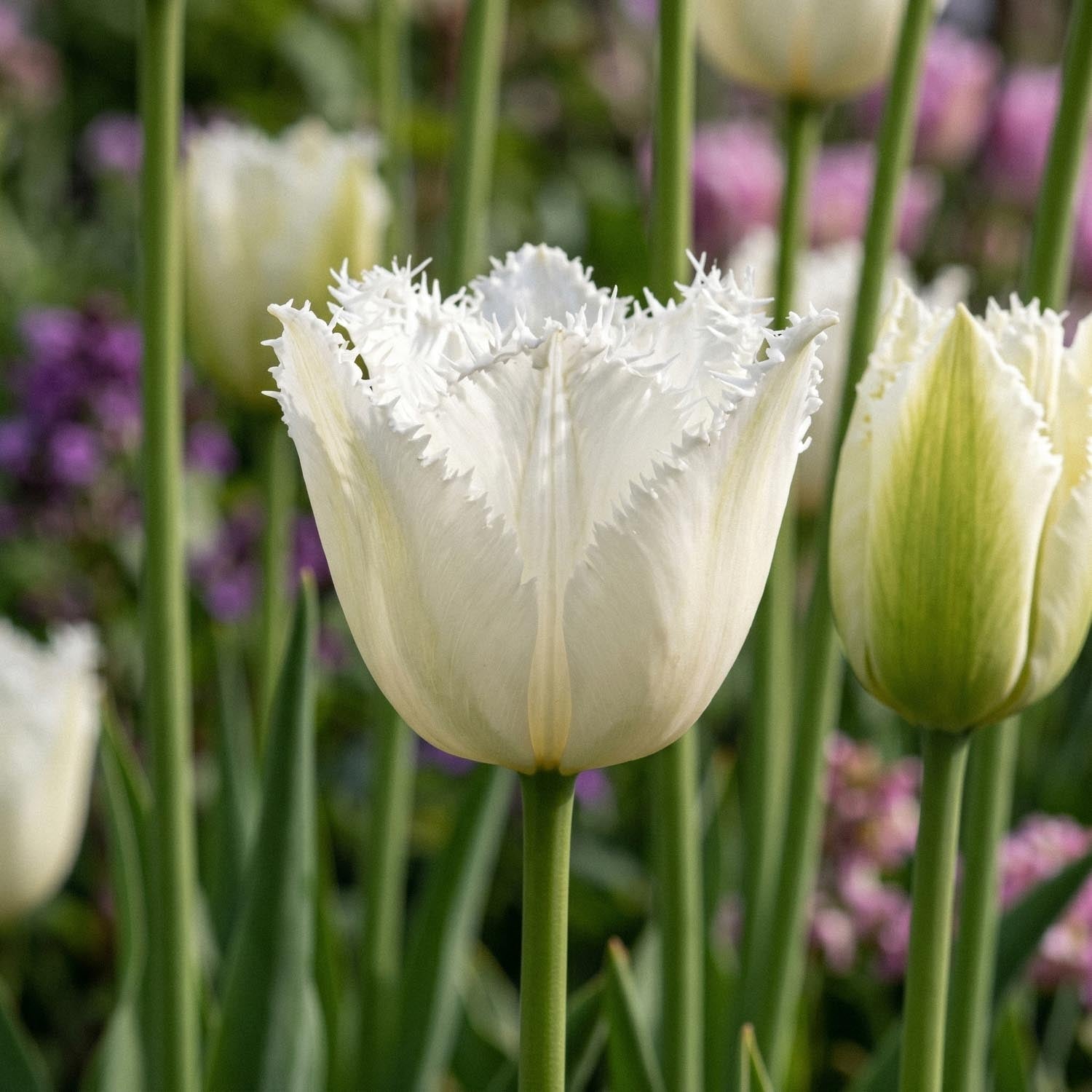 Tulppaani 'Noordeinde'