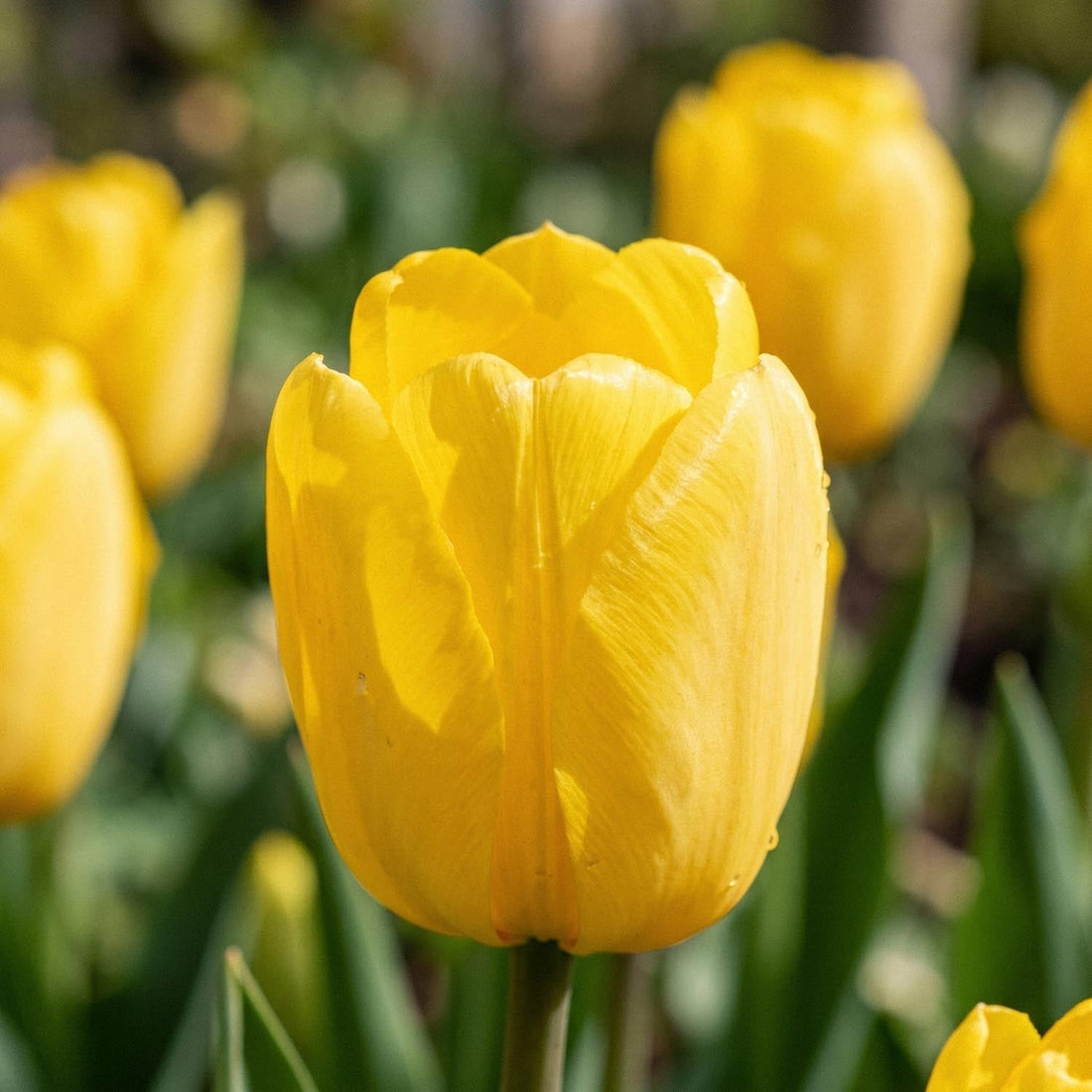 Tulppaani 'Novi Sun'