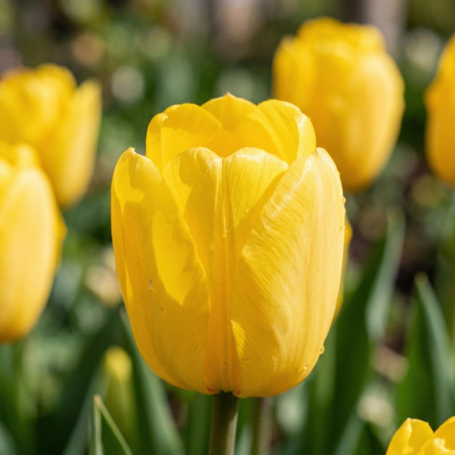 Tulppaani 'Novi Sun'