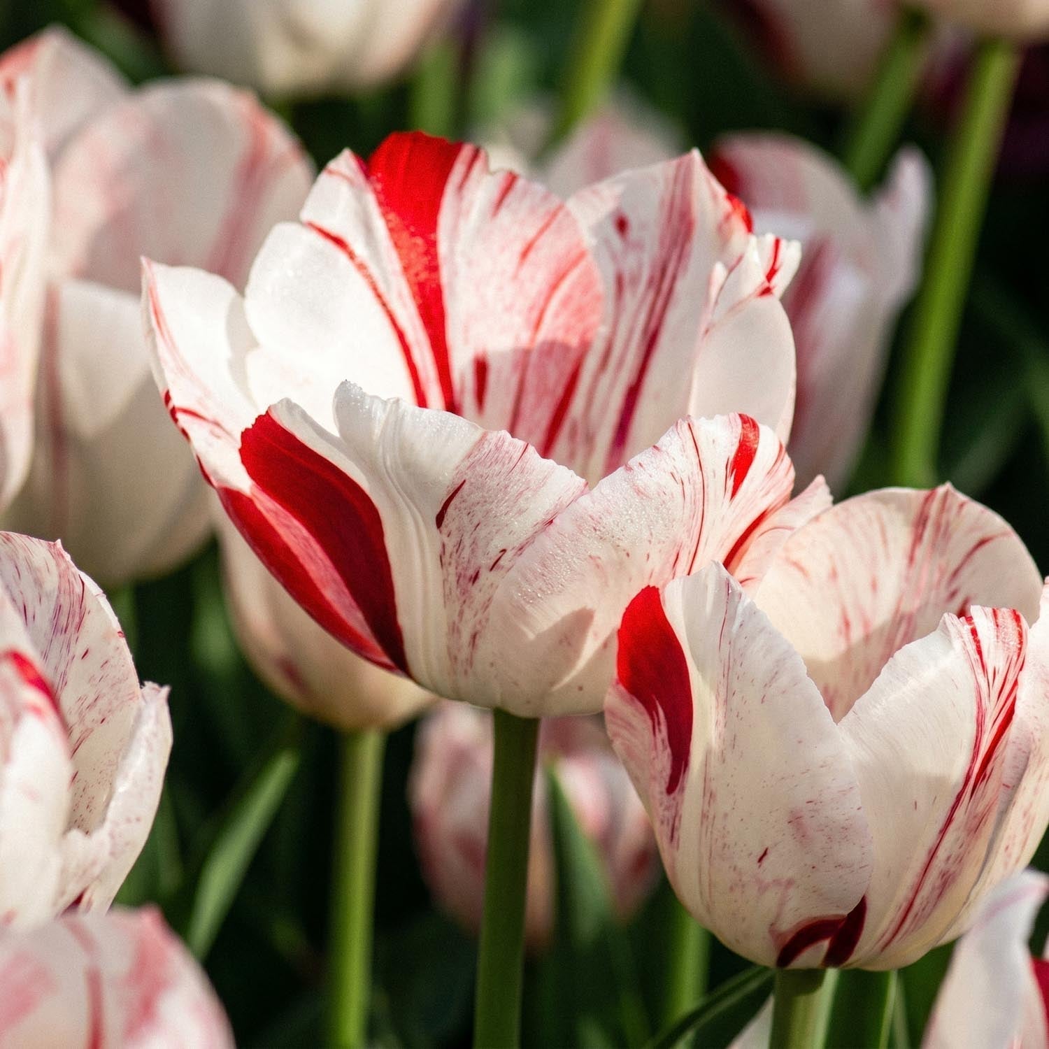 Tulppaani 'One Direction'