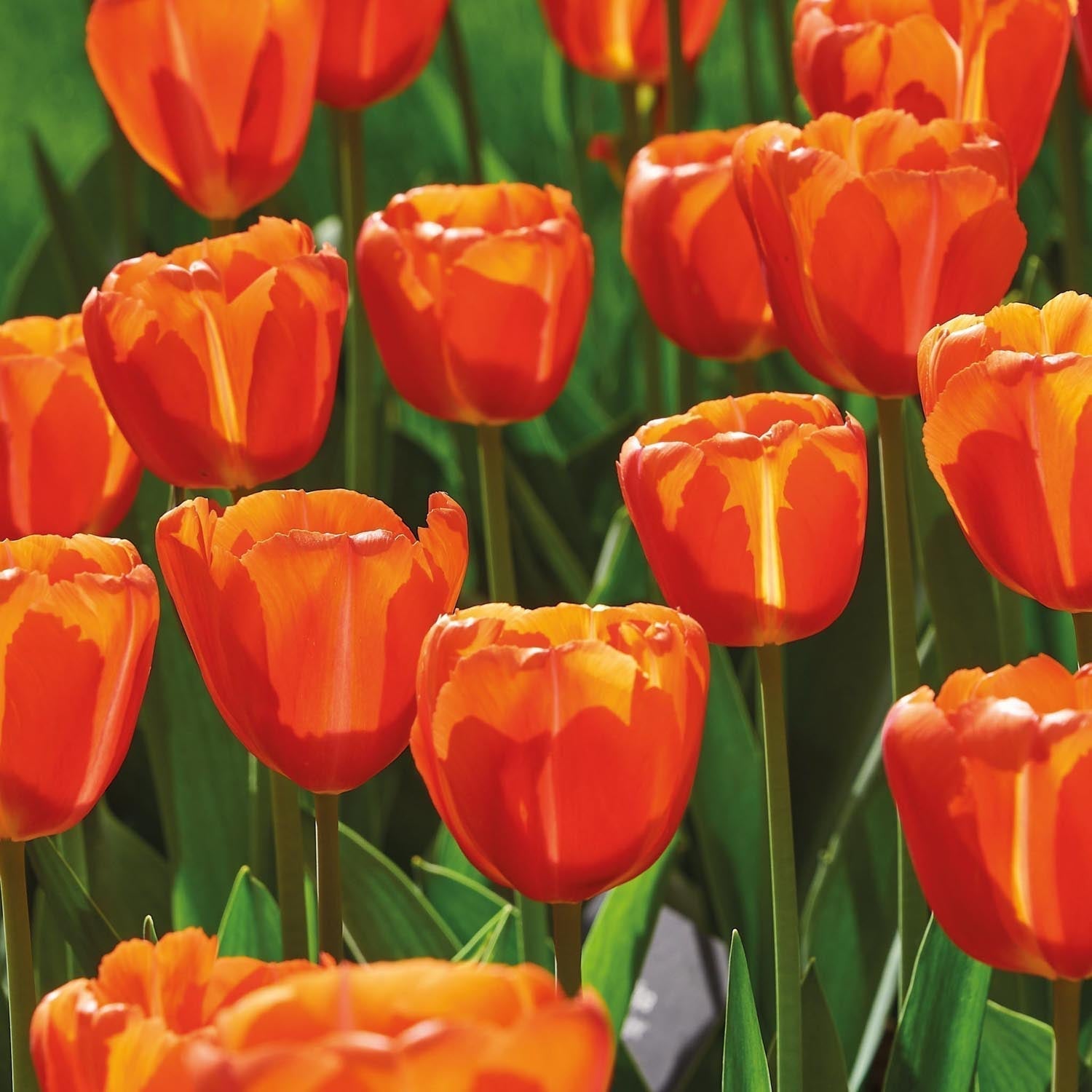 Tulppaani 'Orange Flavor'