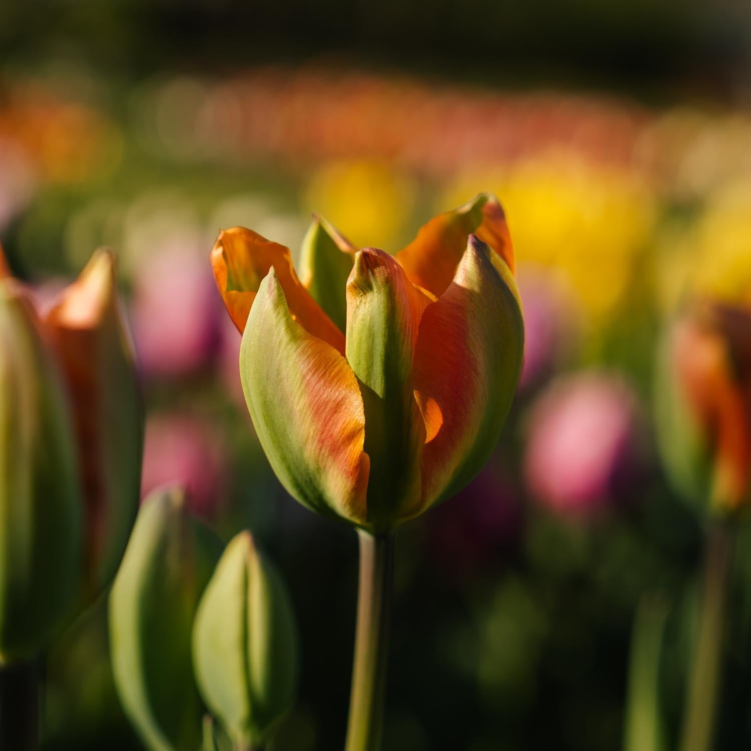 Tulppaani 'Orange Marmelade'