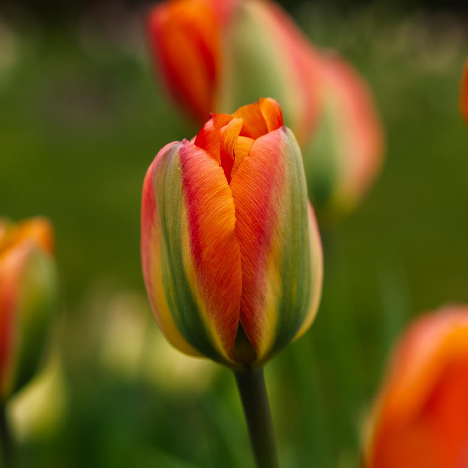 Tulppaani 'Orange Marmelade'