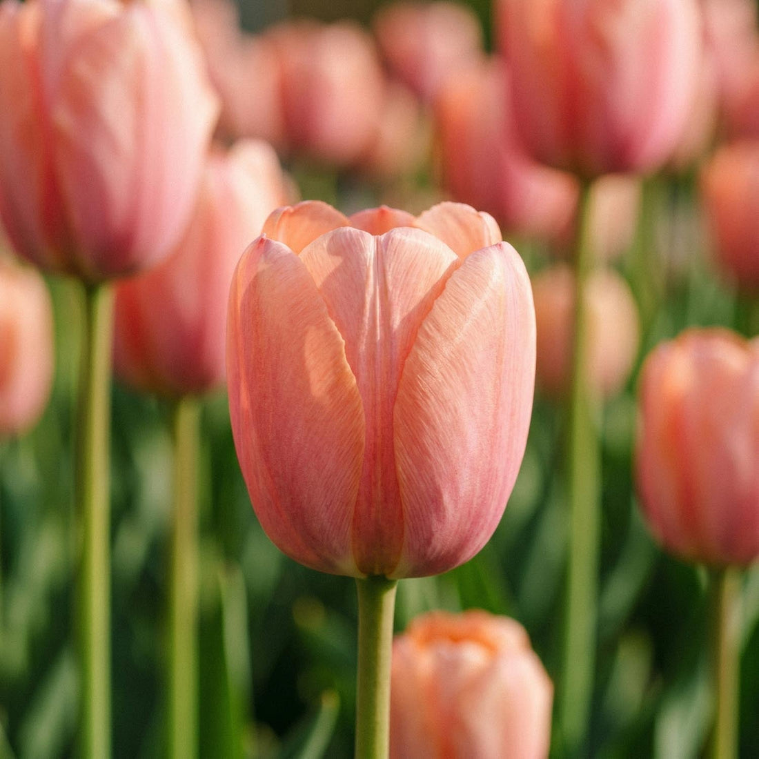 Tulppaani 'Orange Pride'