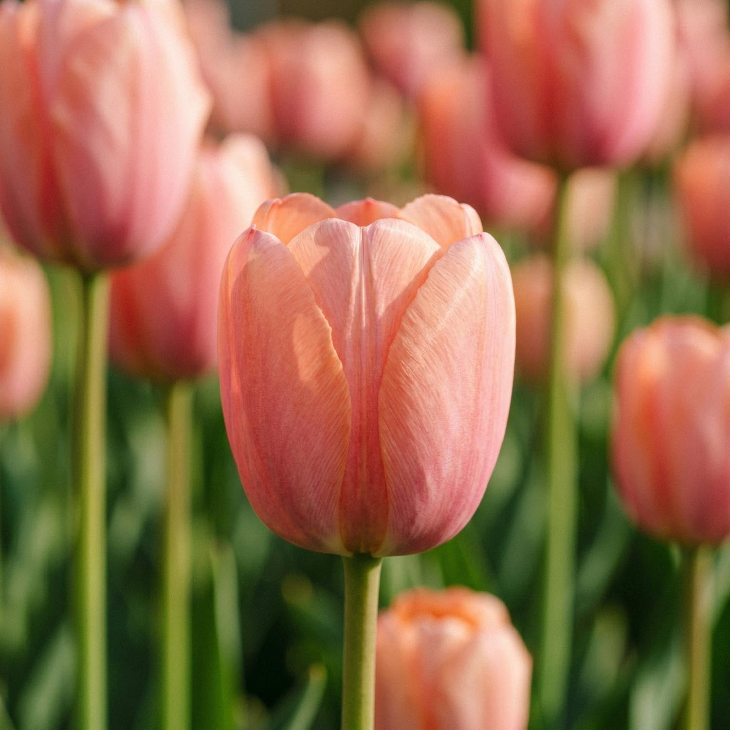 Tulppaani 'Orange Pride'