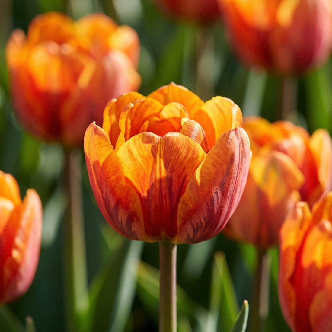 Tulppaani 'Orange Princess'