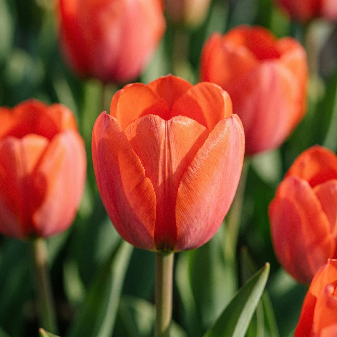 Tulppaani 'Orange van Eijk'