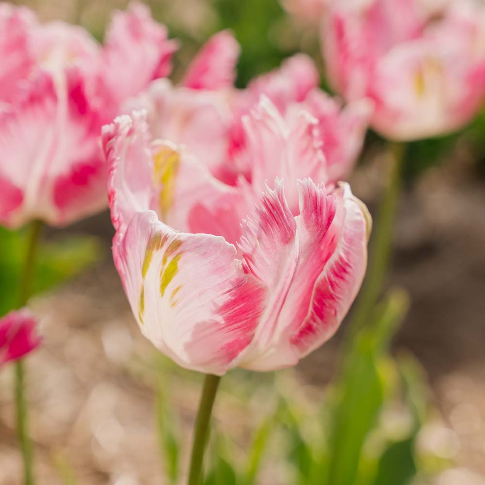 Tulppaani 'Parrot Pink Vision'