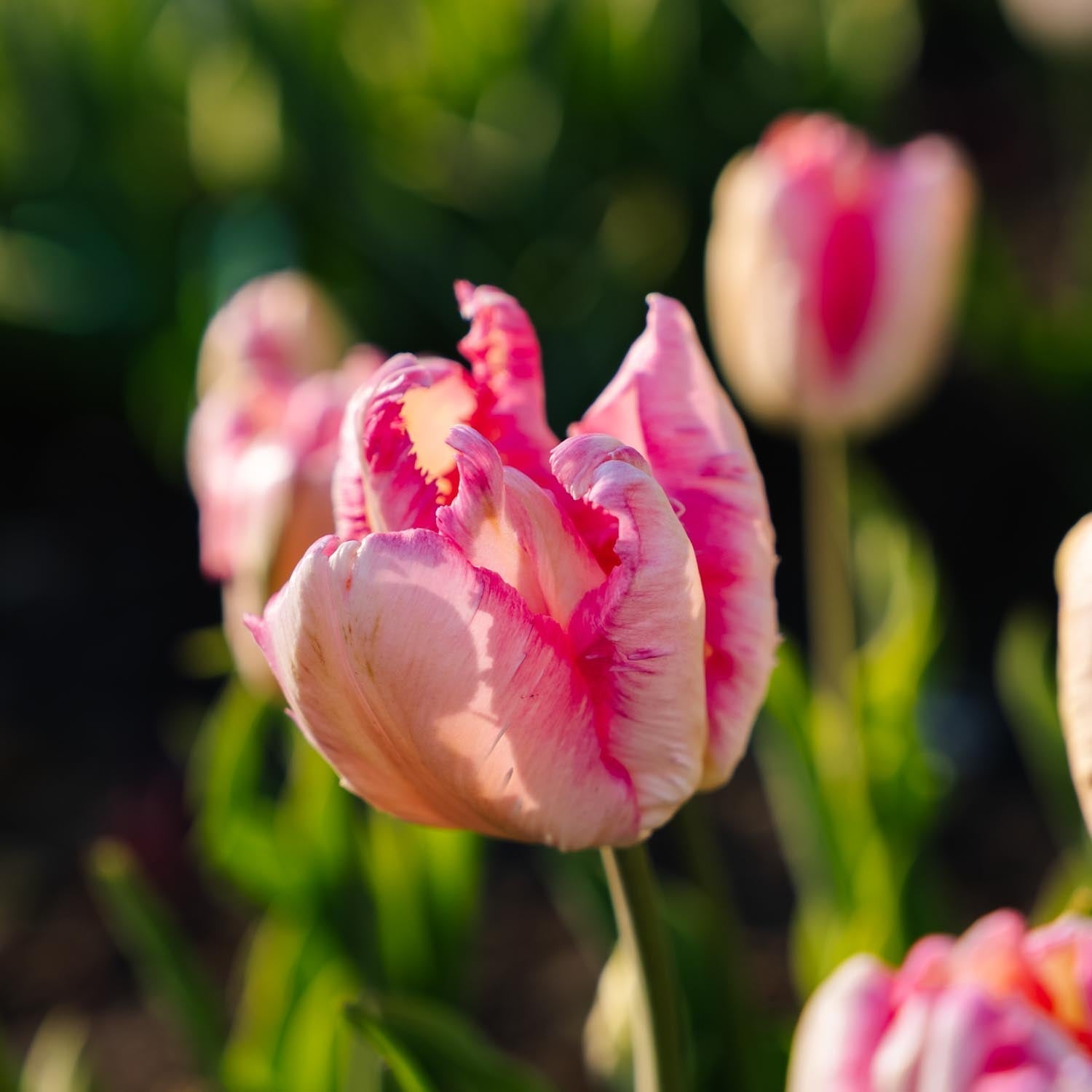 Tulppaani 'Parrot Pink Vision'