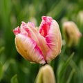 Tulppaani 'Parrot Pink Vision'