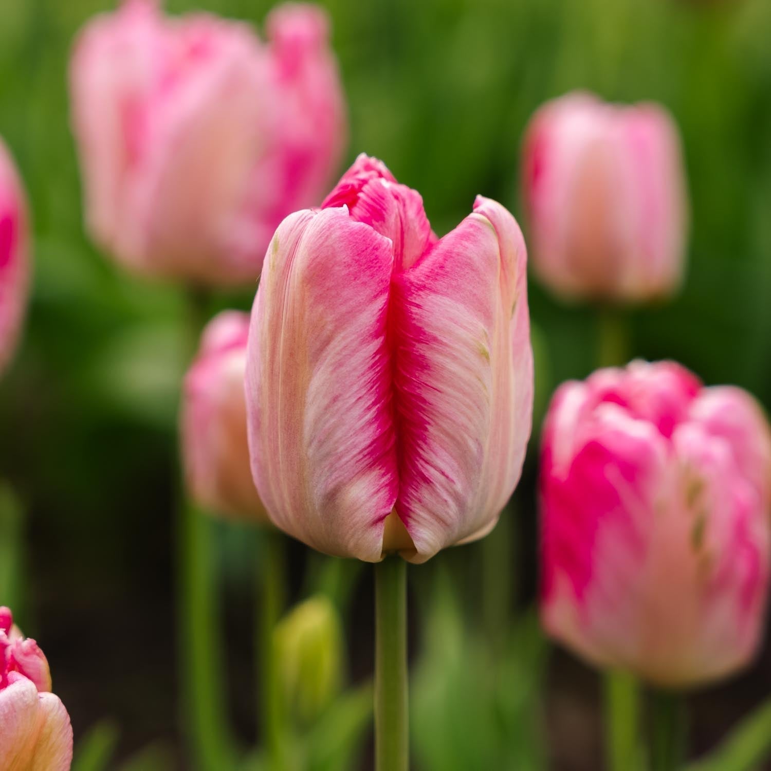 Tulppaani 'Parrot Pink Vision'