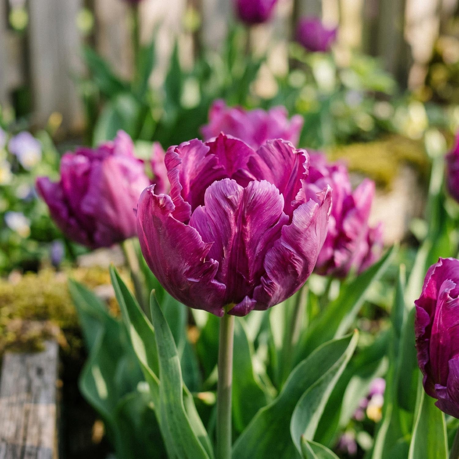 Tulppaani 'Parrot Prince'