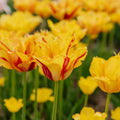 Tulppaani 'Party Clown'
