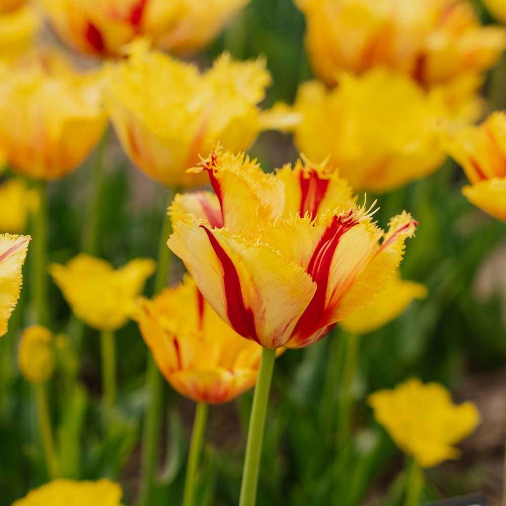 Tulppaani 'Party Clown'