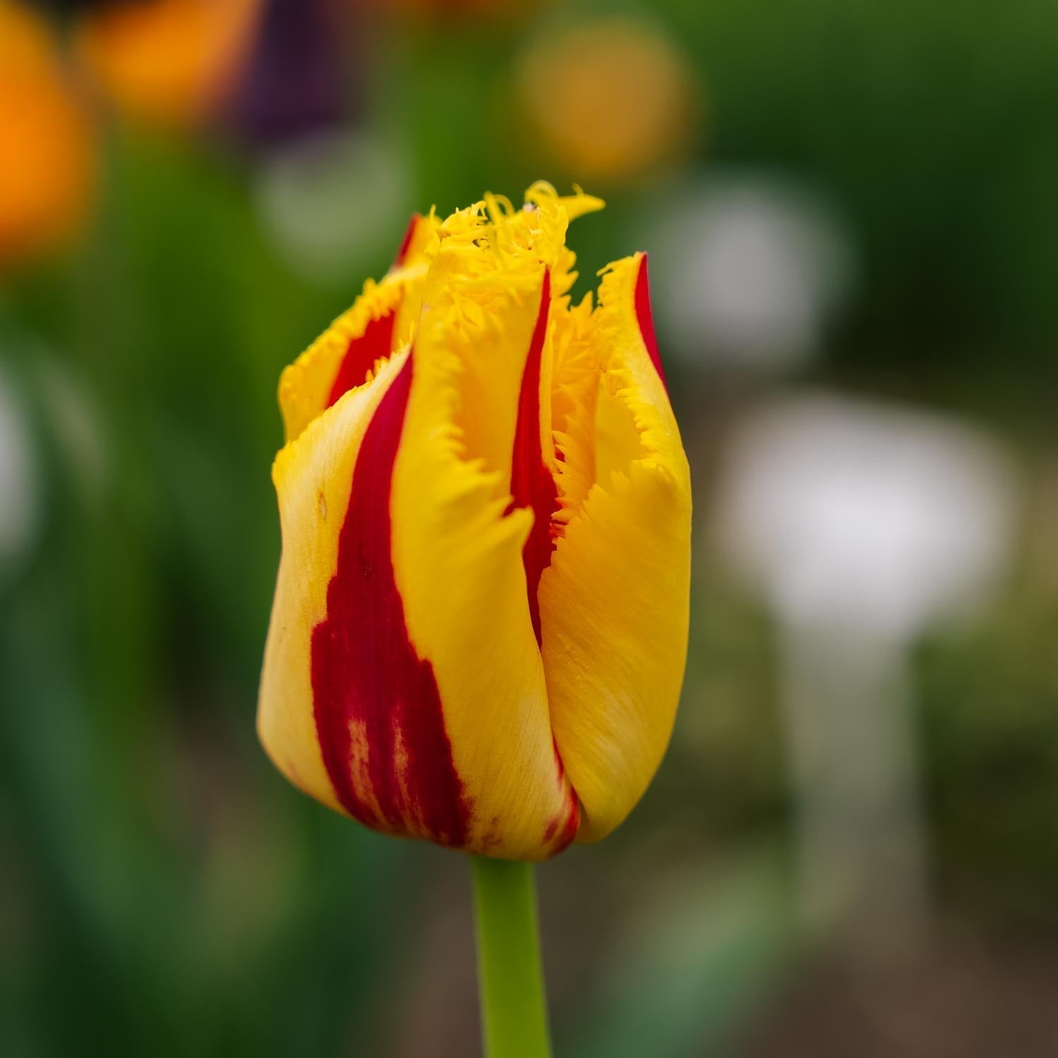 Tulppaani 'Party Clown'