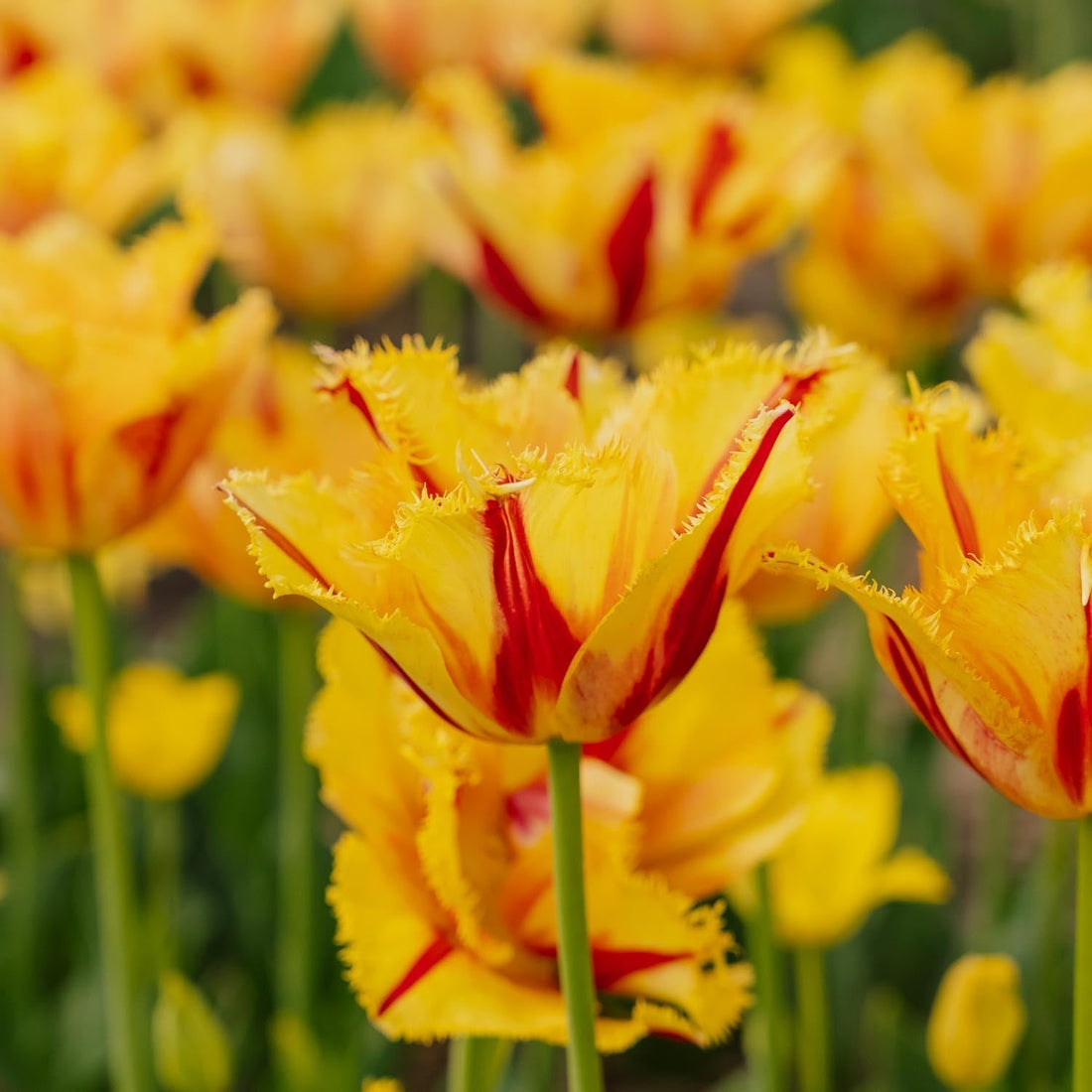 Tulppaani 'Party Clown'