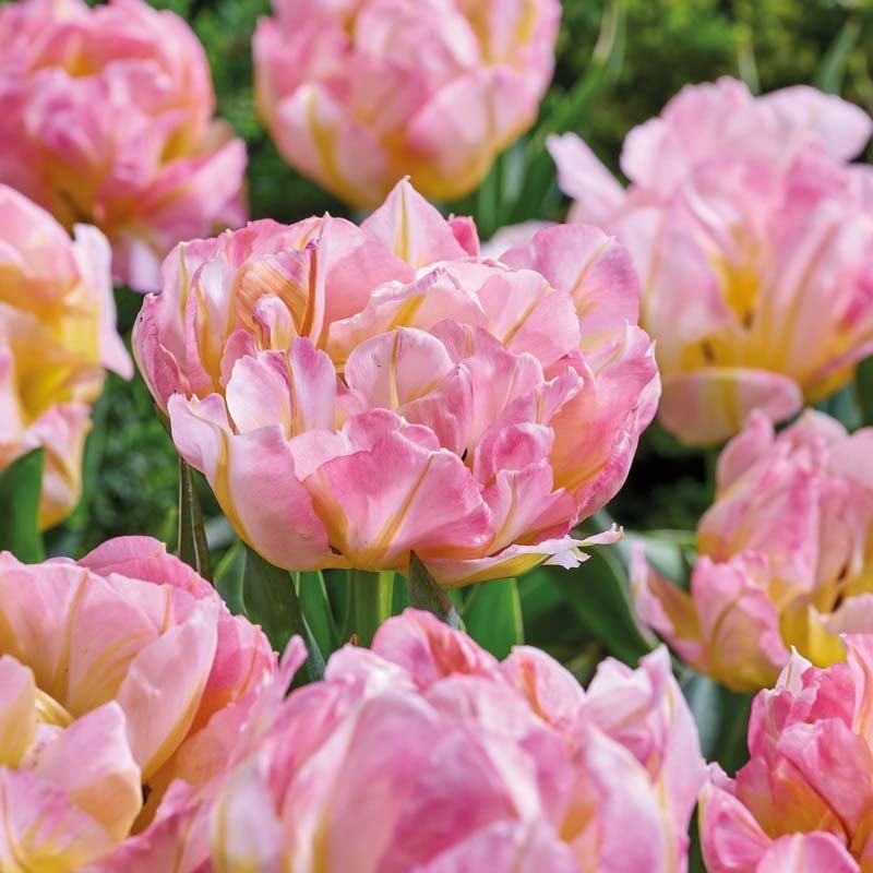 Tulppaani 'Password'