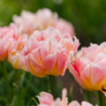 Tulppaani 'Password'
