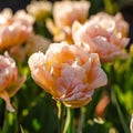 Tulppaani 'Password'