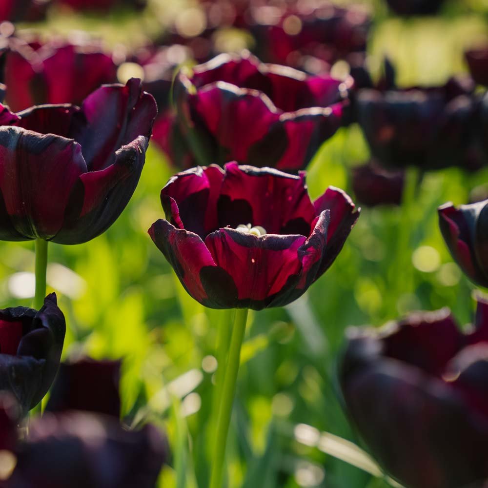 Tulppaani 'Paul Scherer'