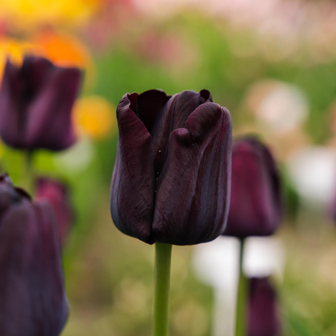 Tulppaani 'Paul Scherer'