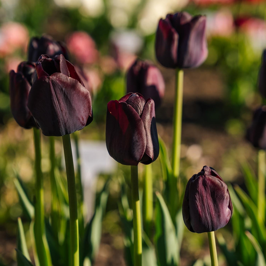 Tulppaani 'Paul Scherer'