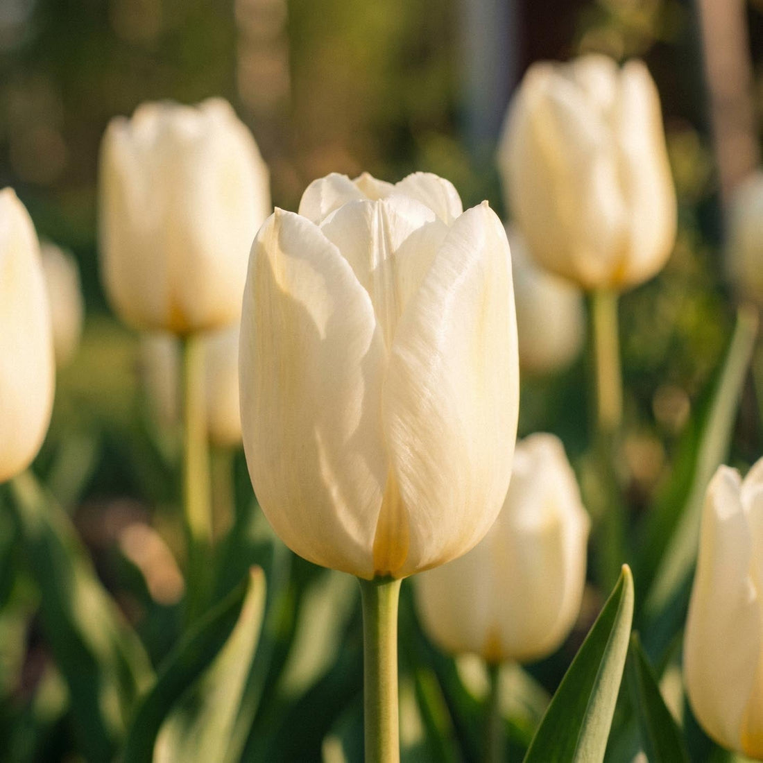 Tulppaani 'Pays Bas'
