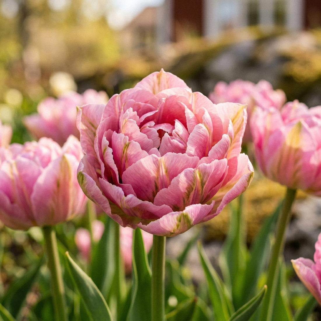 Tulppaani 'Peach Blossom'
