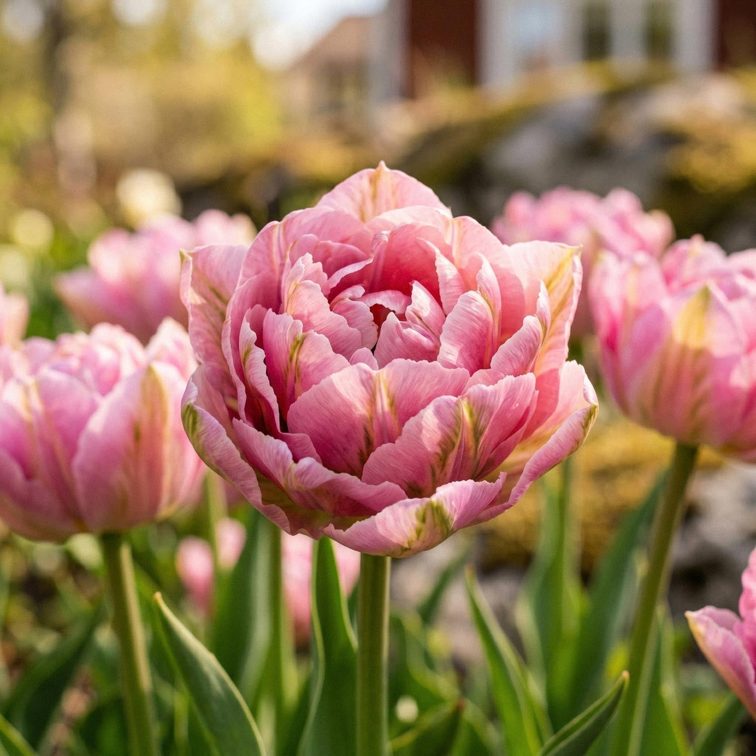 Tulppaani 'Peach Blossom'