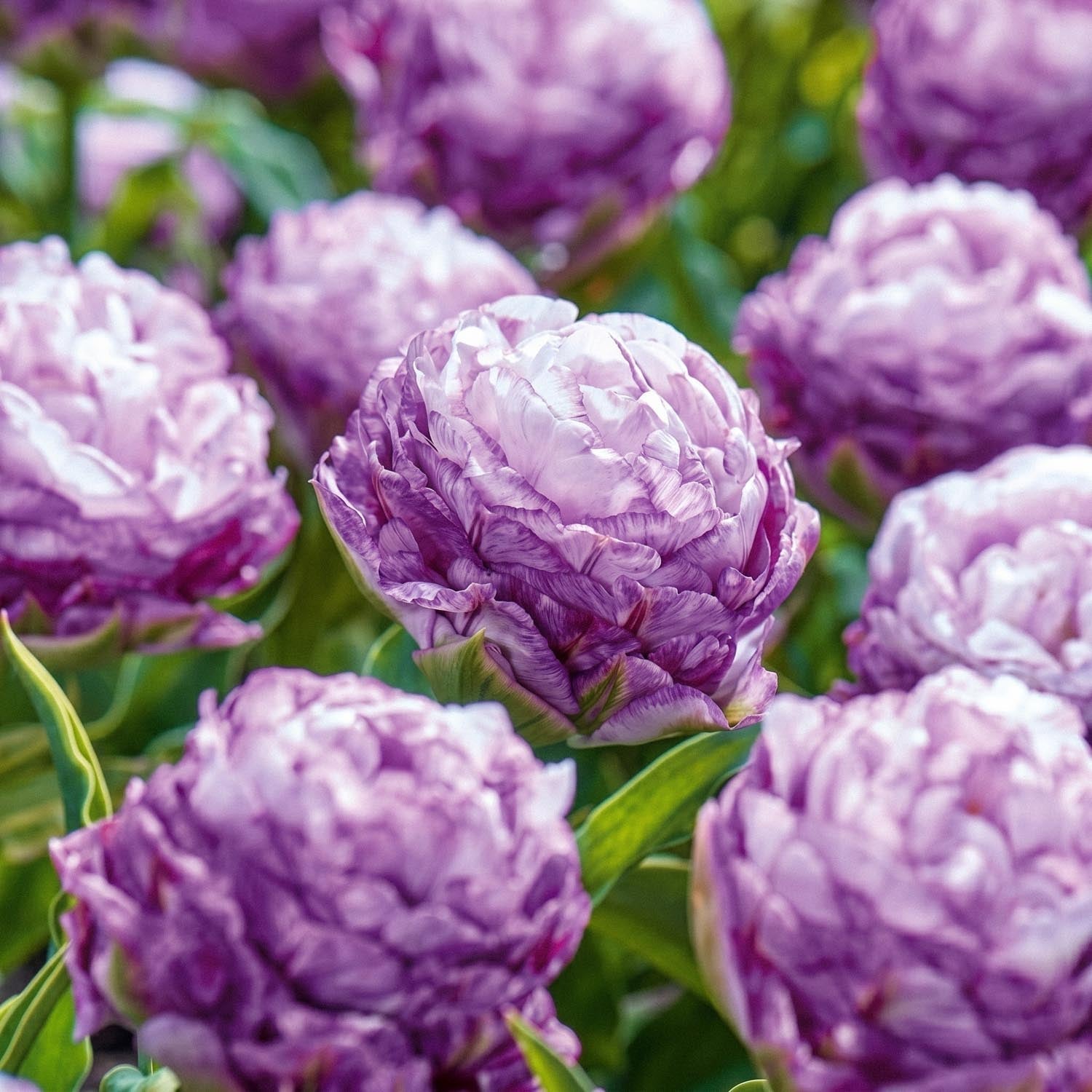 Tulppaani 'Peggy Wonder'
