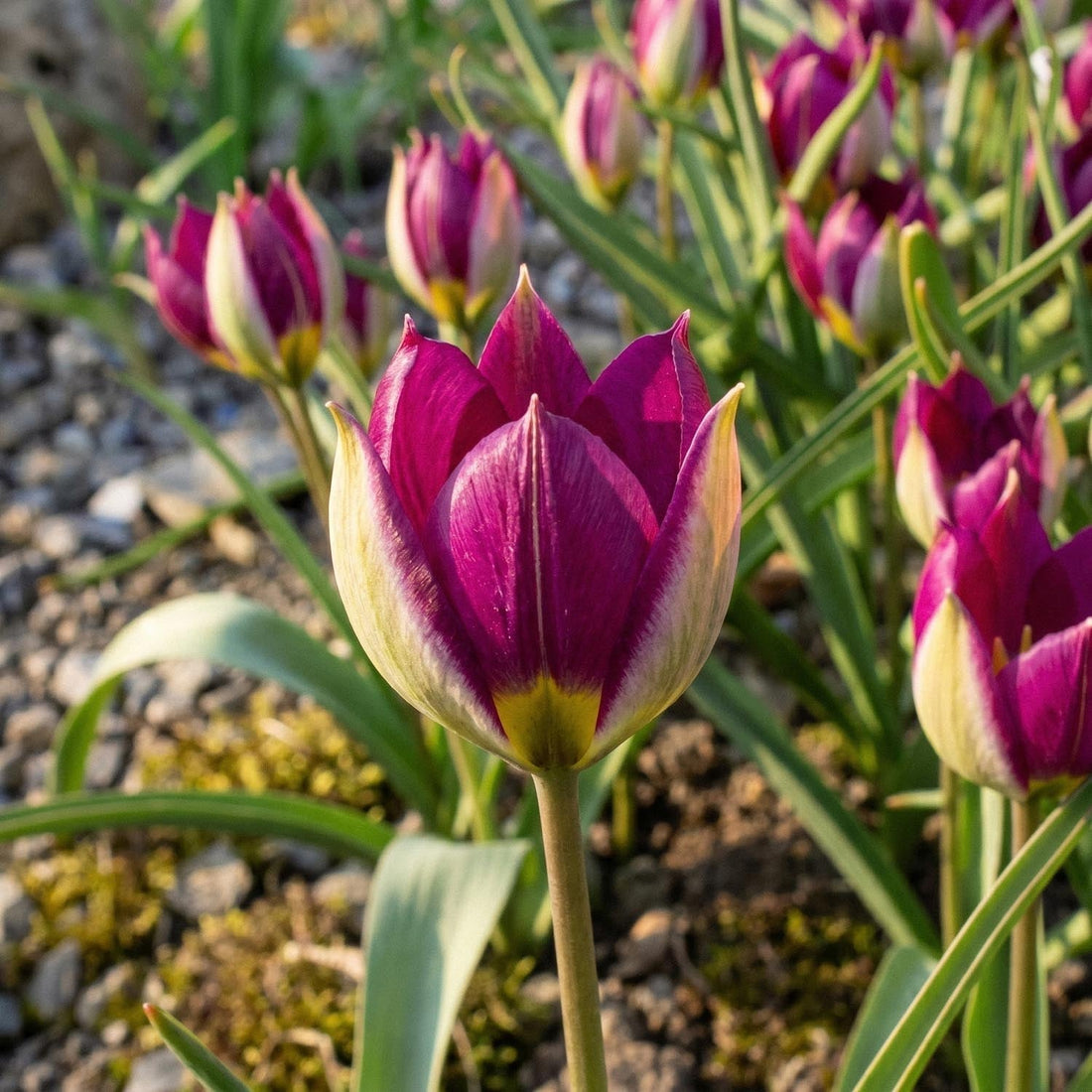 Tulppaani 'Persian Pearl'