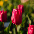 Tulppaani 'Pink Ardour'
