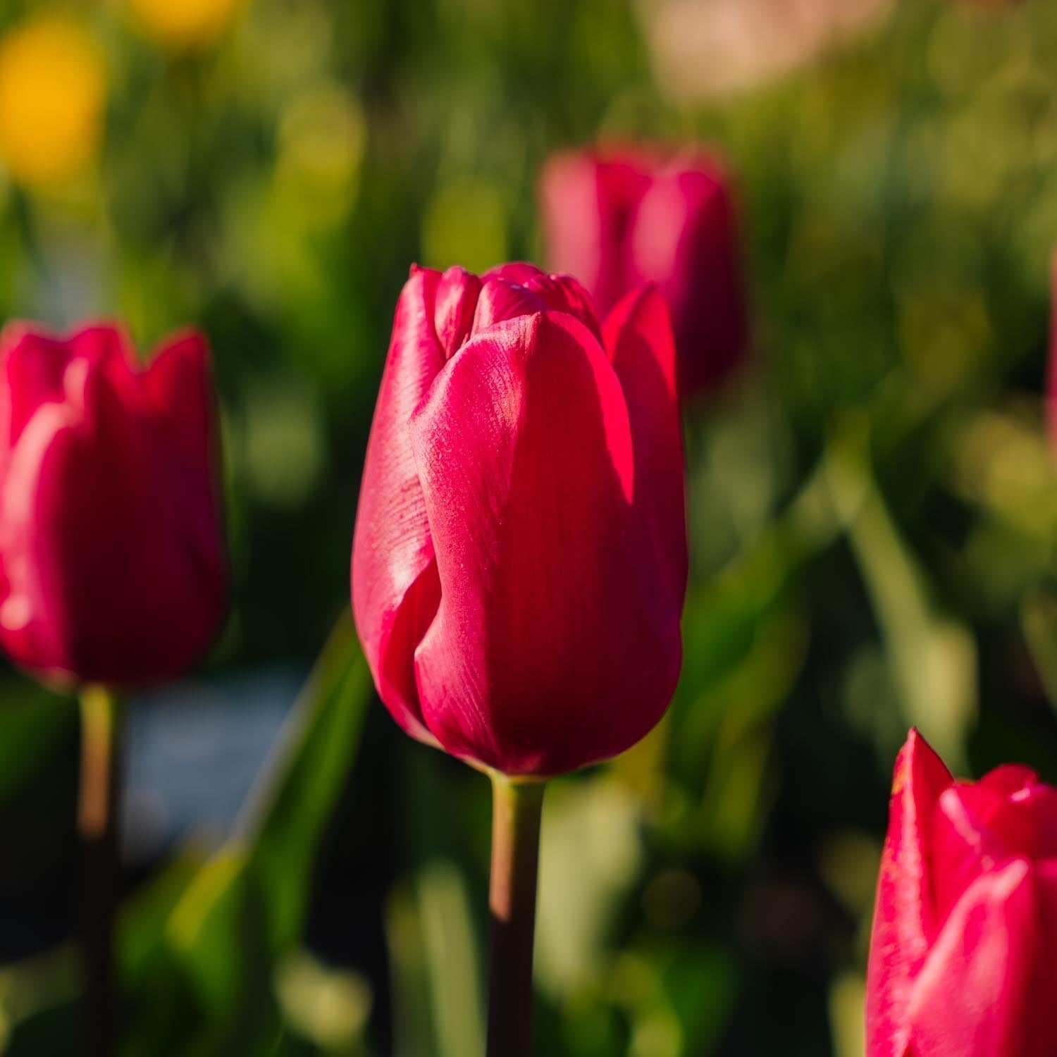 Tulppaani 'Pink Ardour'