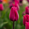 Tulppaani 'Pink Ardour'