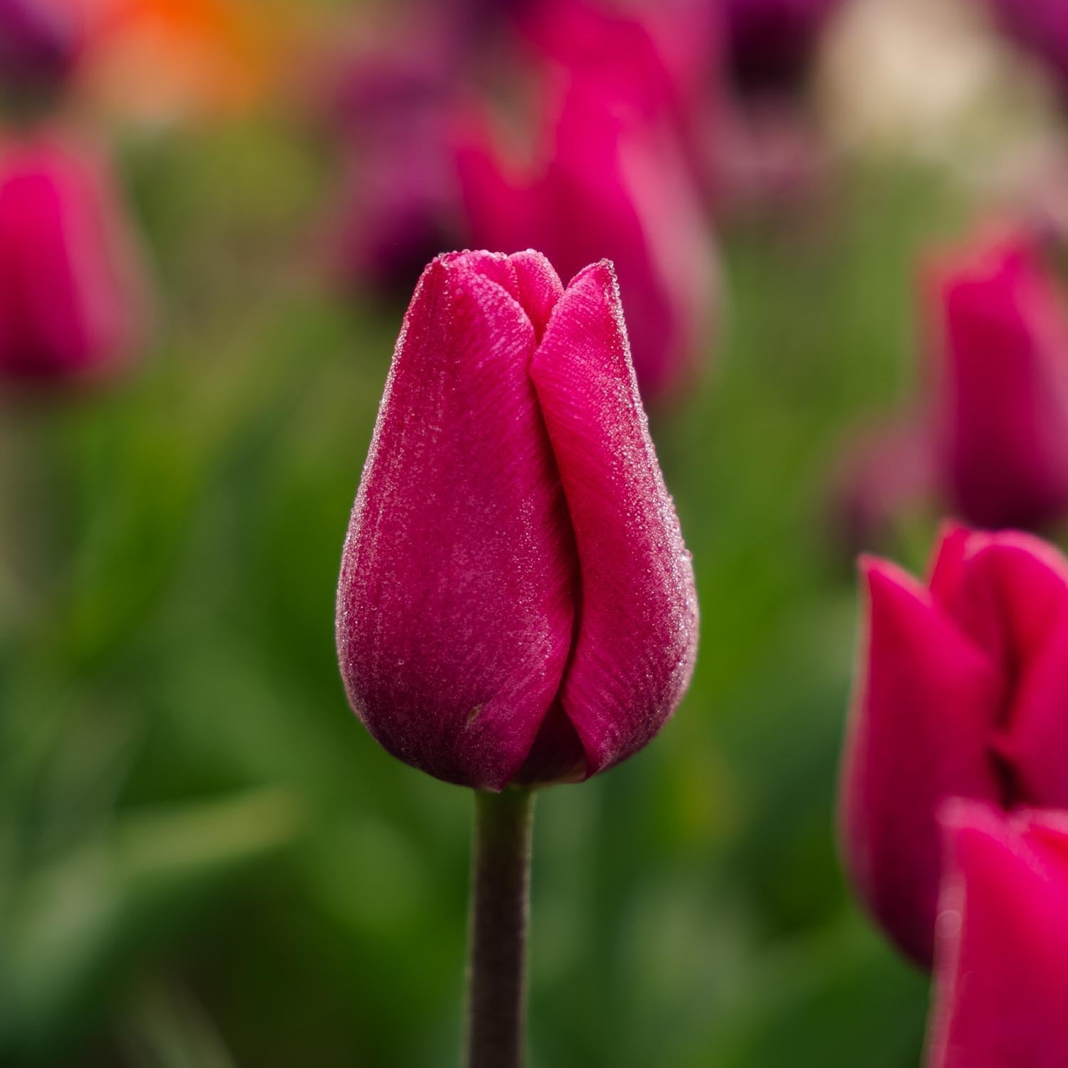 Tulppaani 'Pink Ardour'