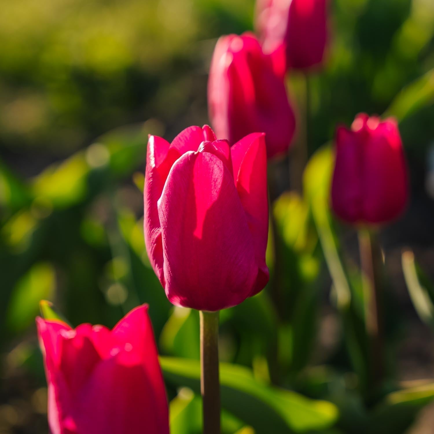 Tulppaani 'Pink Ardour'