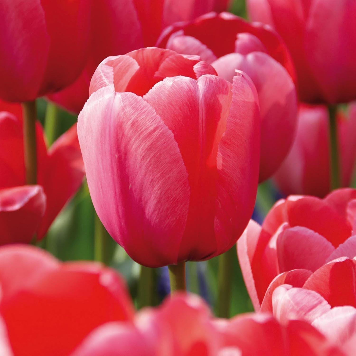 Tulppaani 'Pink Impression'