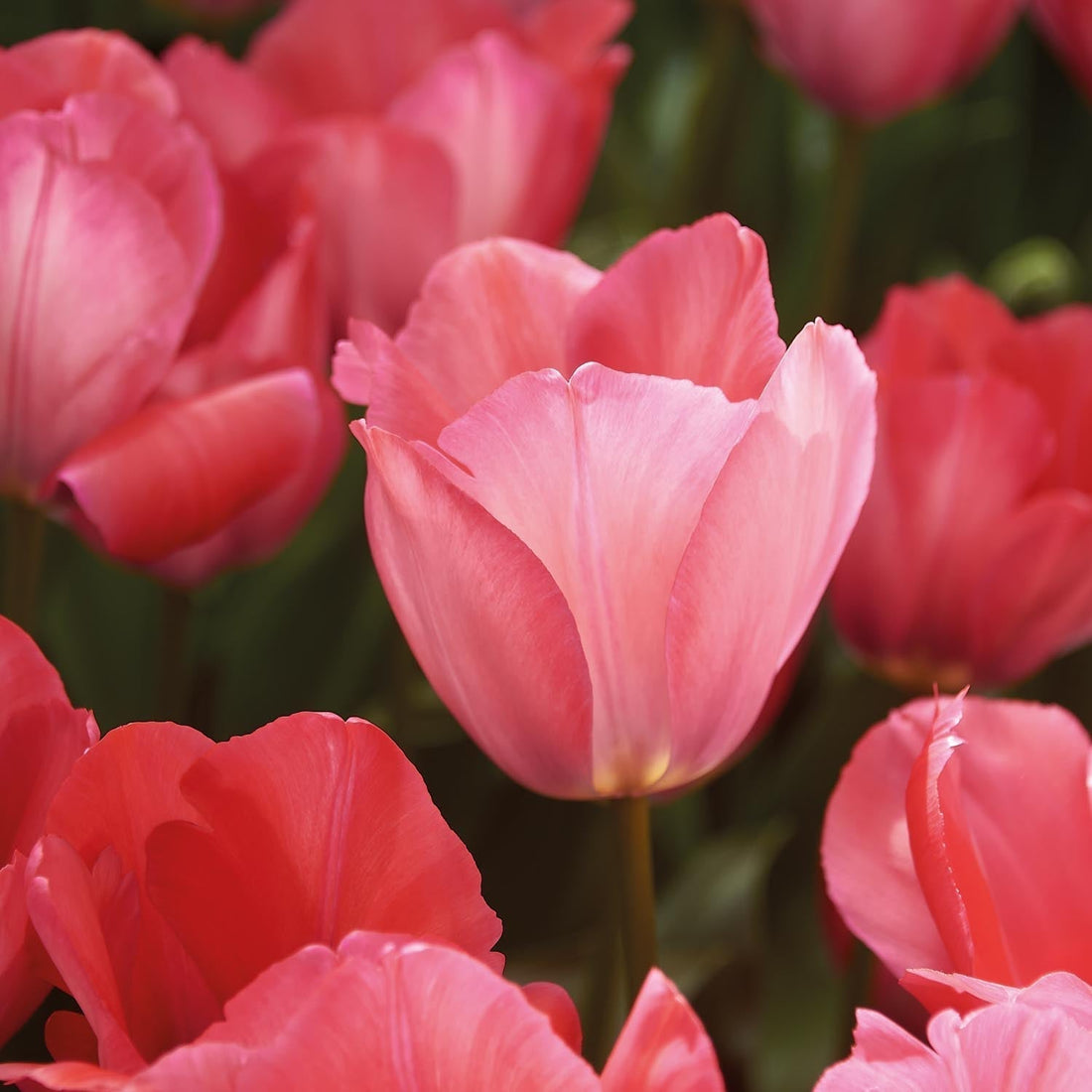 Tulppaani 'Pink Sound'