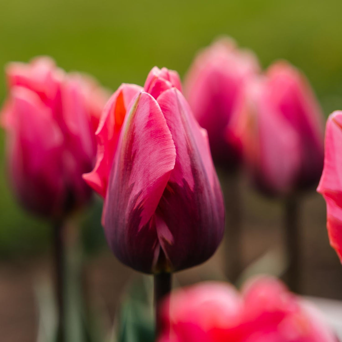 Tulppaani 'Pretty Princess'