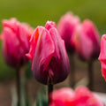 Tulppaani 'Pretty Princess'