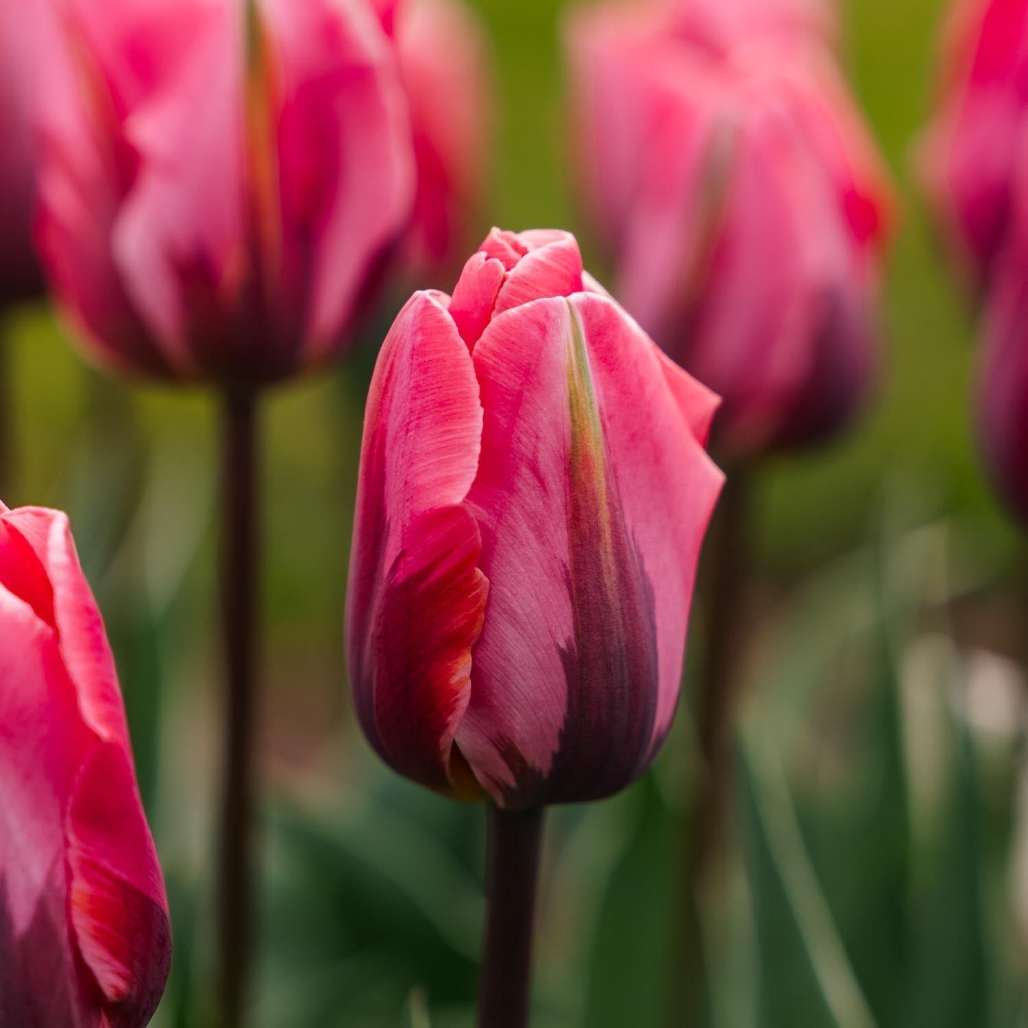 Tulppaani 'Pretty Princess'