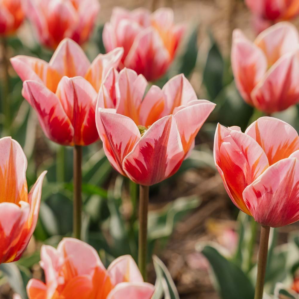 Tulppaani 'Pretty Princess'