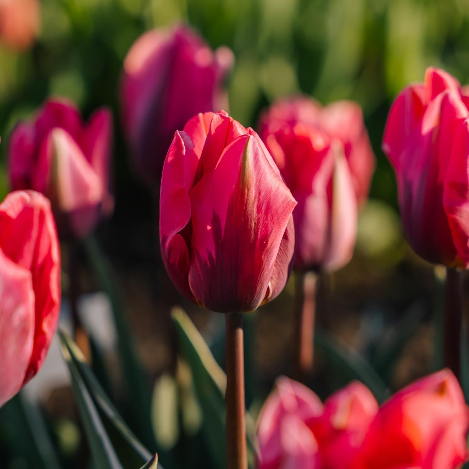 Tulppaani 'Pretty Princess'