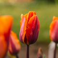 Tulppaani 'Princess Irene'