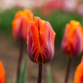 Tulppaani 'Princess Irene'