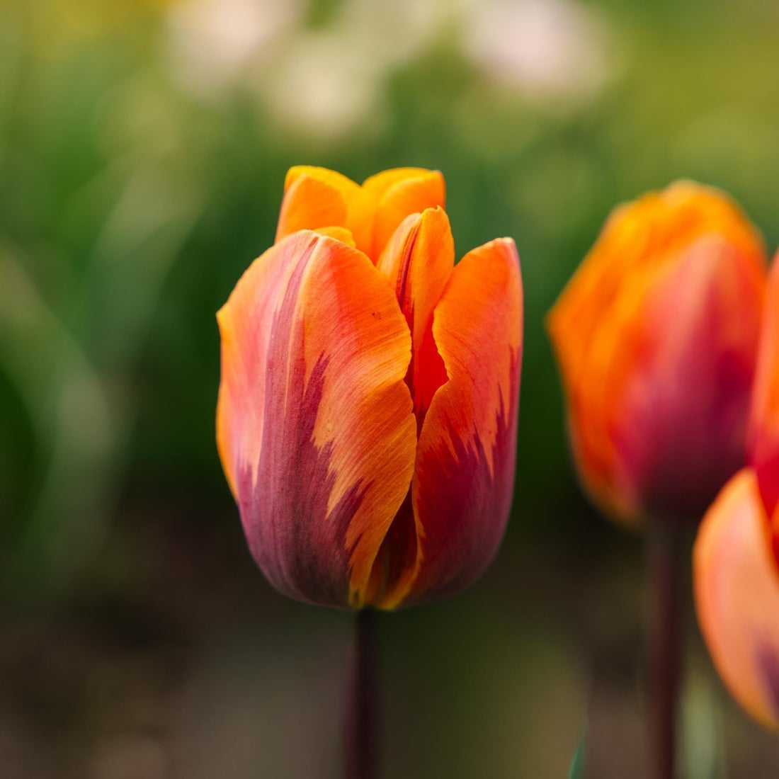 Tulppaani 'Princess Irene'