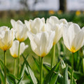 Tulppaani 'Purissima'