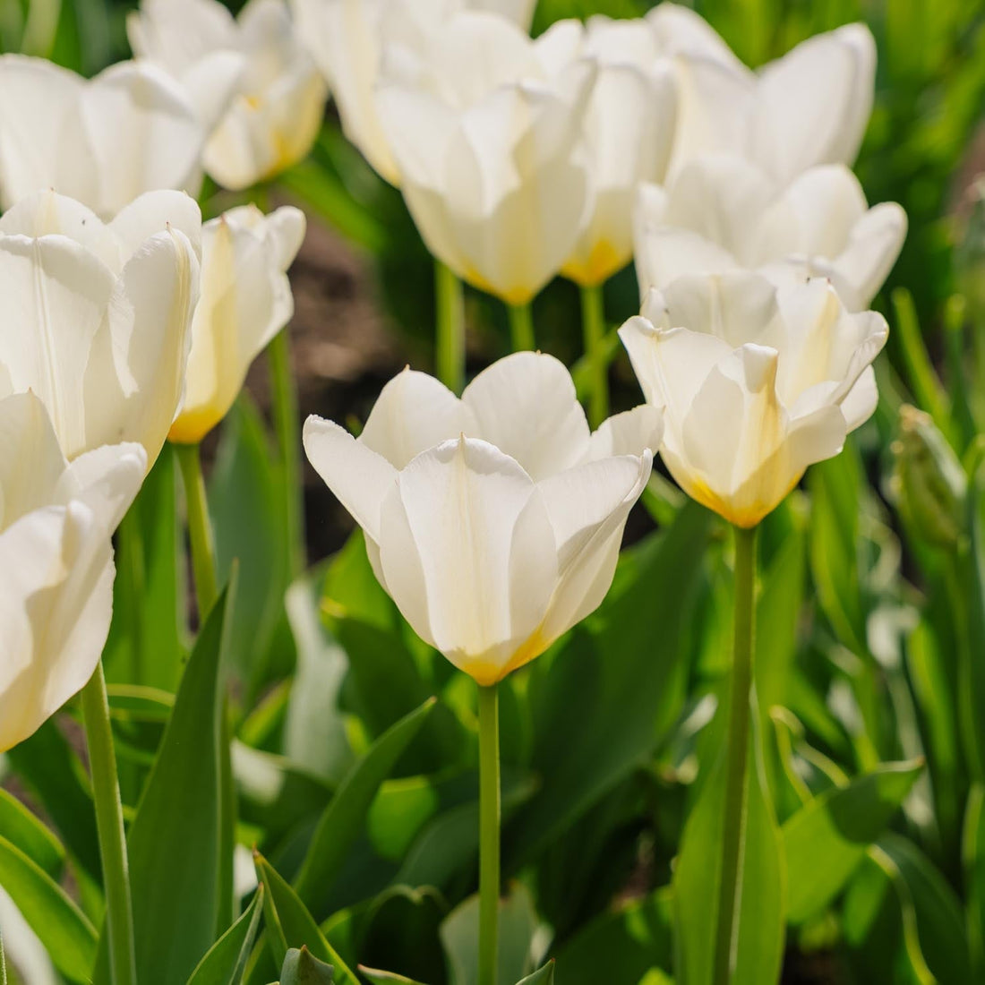 Tulppaani 'Purissima'