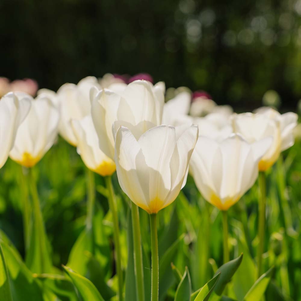 Tulppaani 'Purissima'